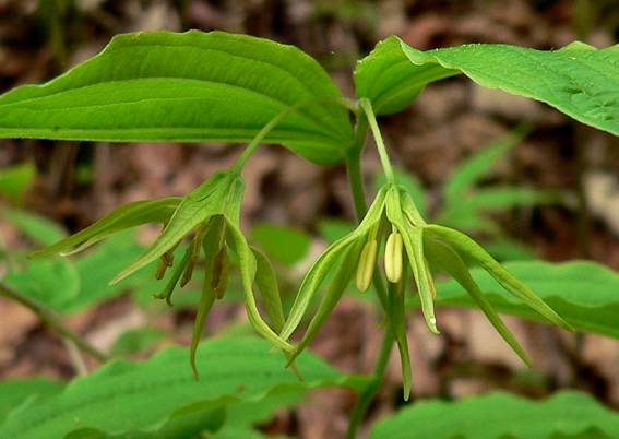 {Prosartes lanuginosa}